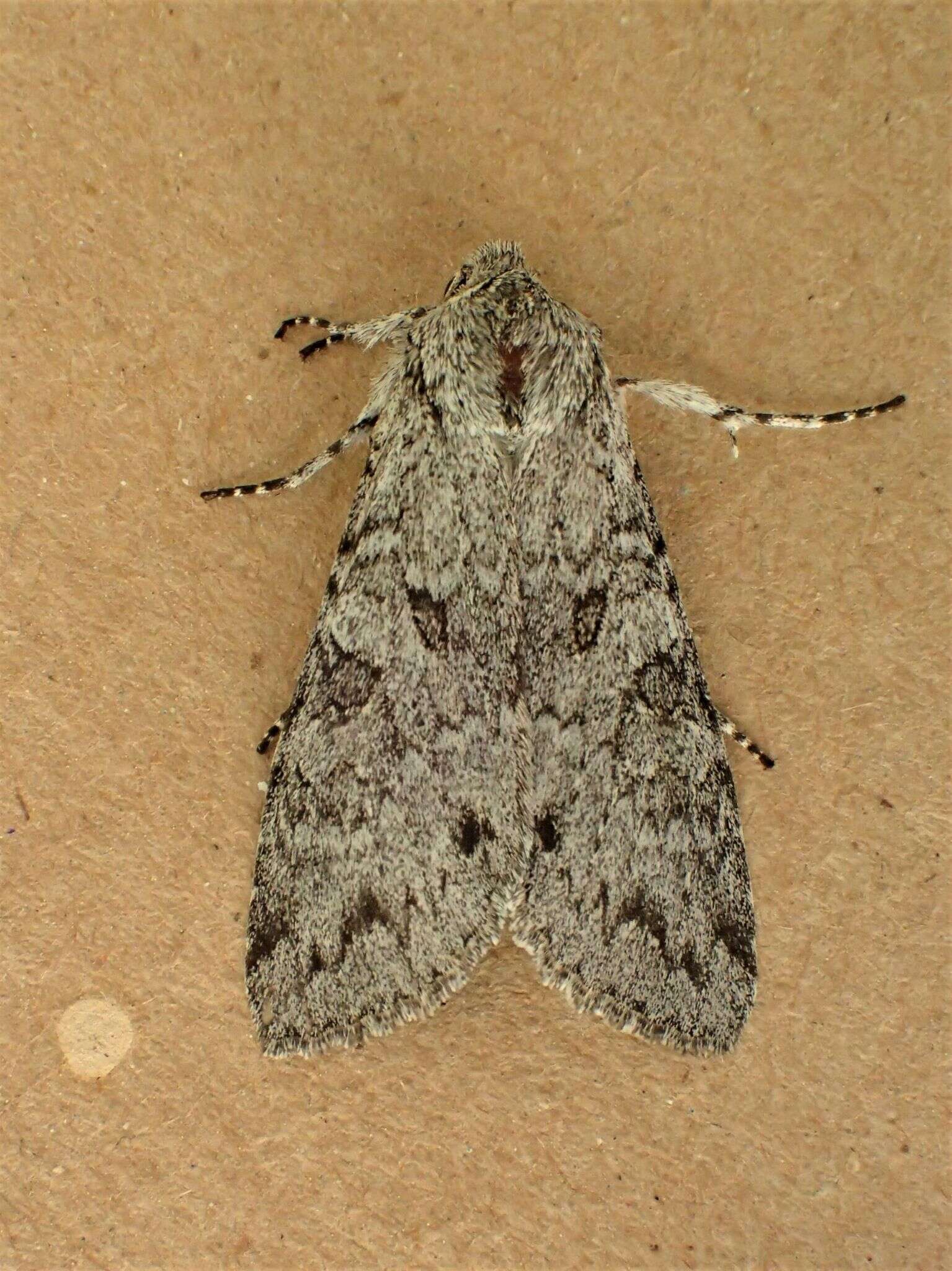 Image of Piney Moth