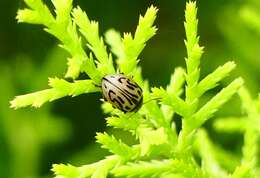 Image of Zygogramma bicolorata