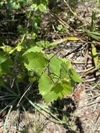 Image of sweet mountain grape