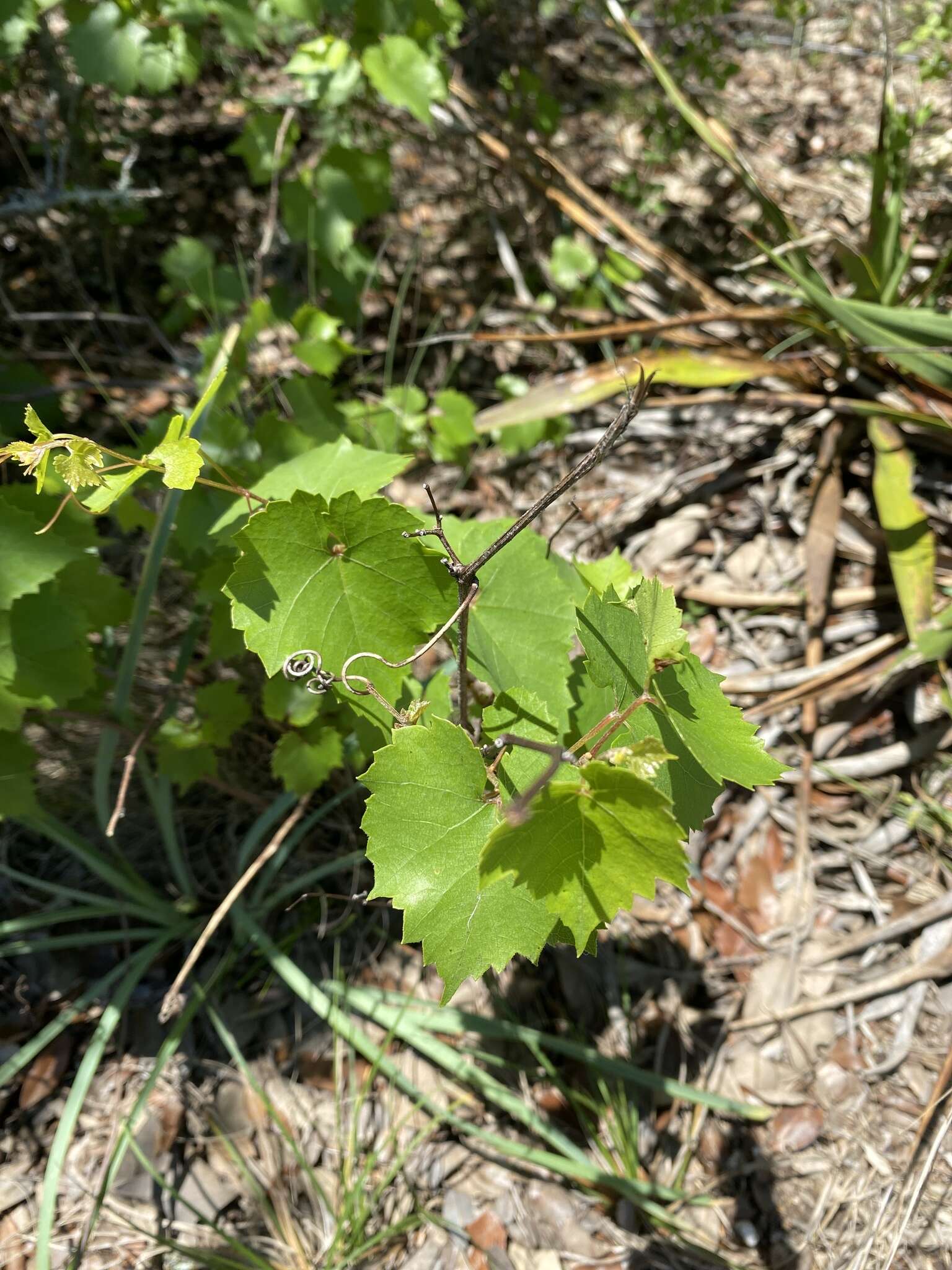 Sivun Vitis monticola Buckl. kuva