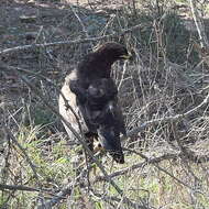 Image of Wahlberg's Eagle