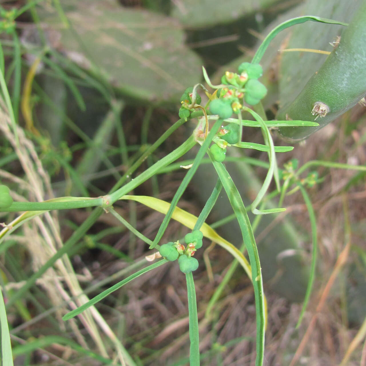 Imagem de Euphorbia heterophylla var. cyathophora (Murray) Griseb.