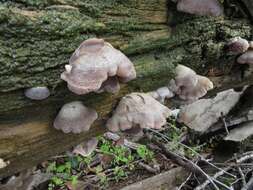 Hohenbuehelia mastrucata (Fr.) Singer 1951 resmi