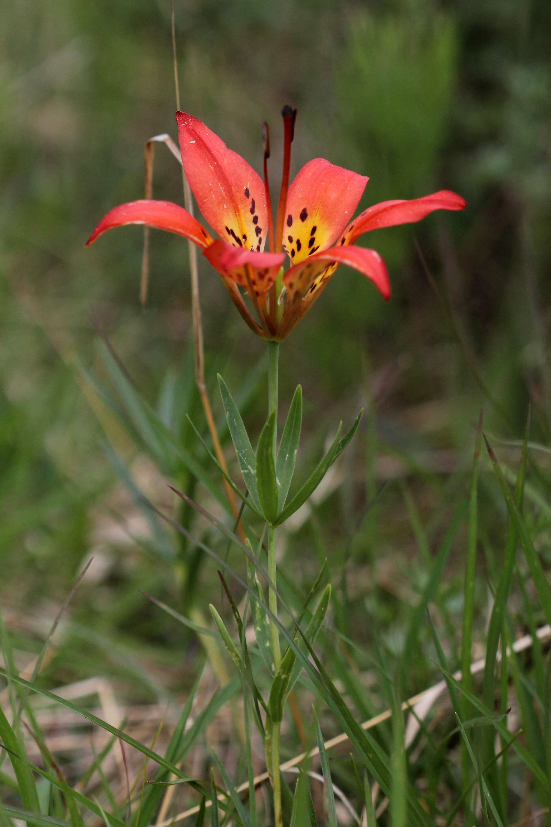 Lilium philadelphicum L. resmi