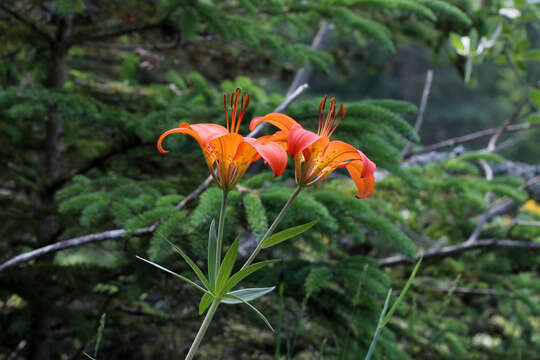 Lilium philadelphicum L. resmi