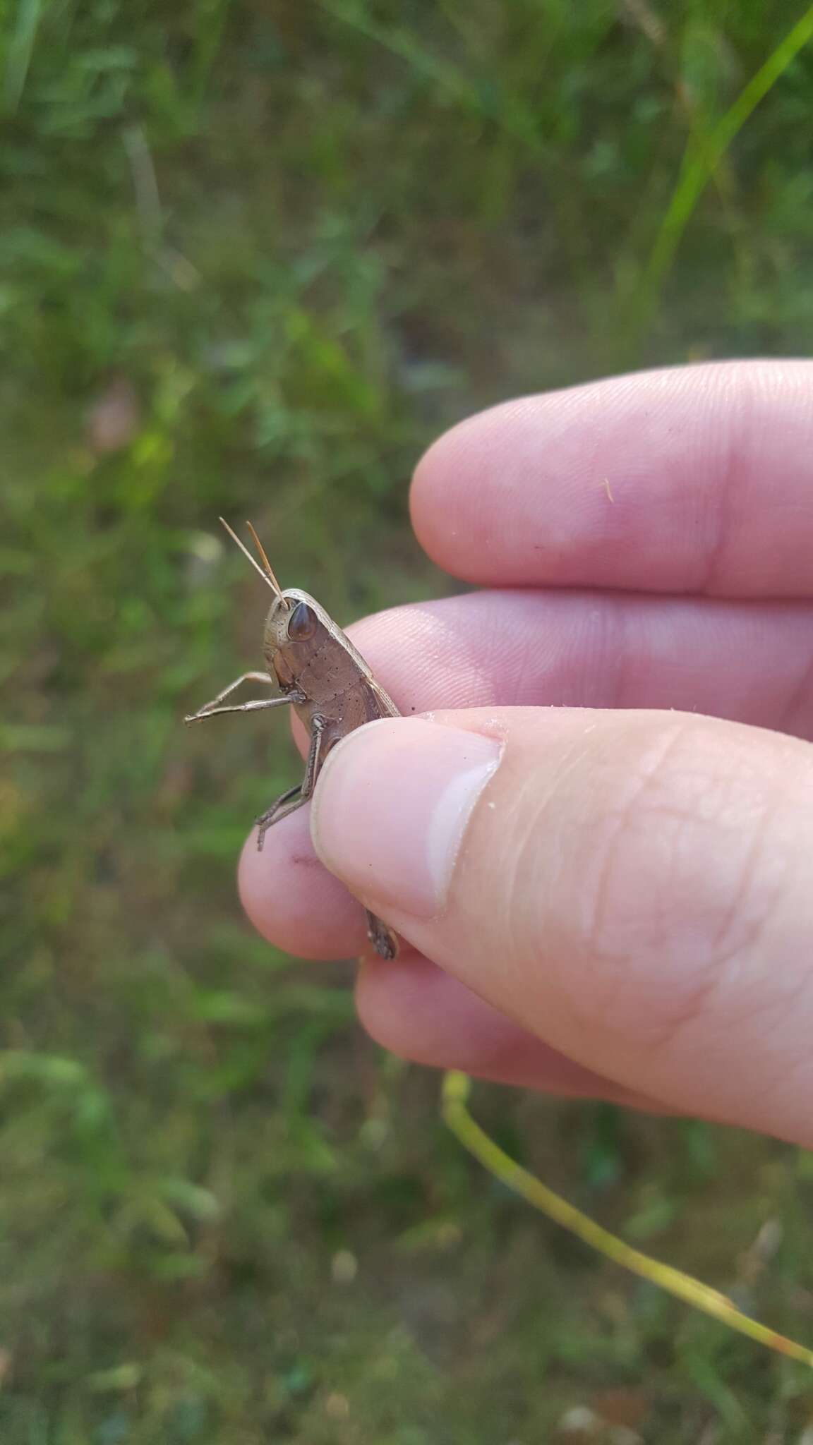 Image of Brown Winter Grasshopper