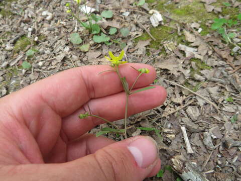 Imagem de Ranunculus harveyi (A. Gray) Greene