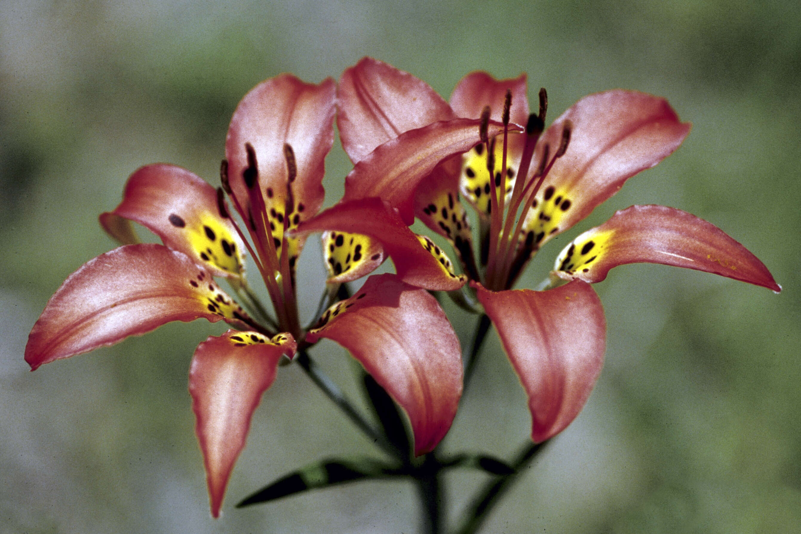 Lilium philadelphicum L. resmi