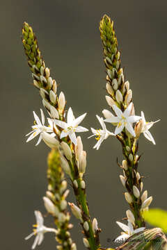 Image of Chlorophytum malabaricum Baker