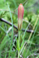 Lilium philadelphicum L. resmi