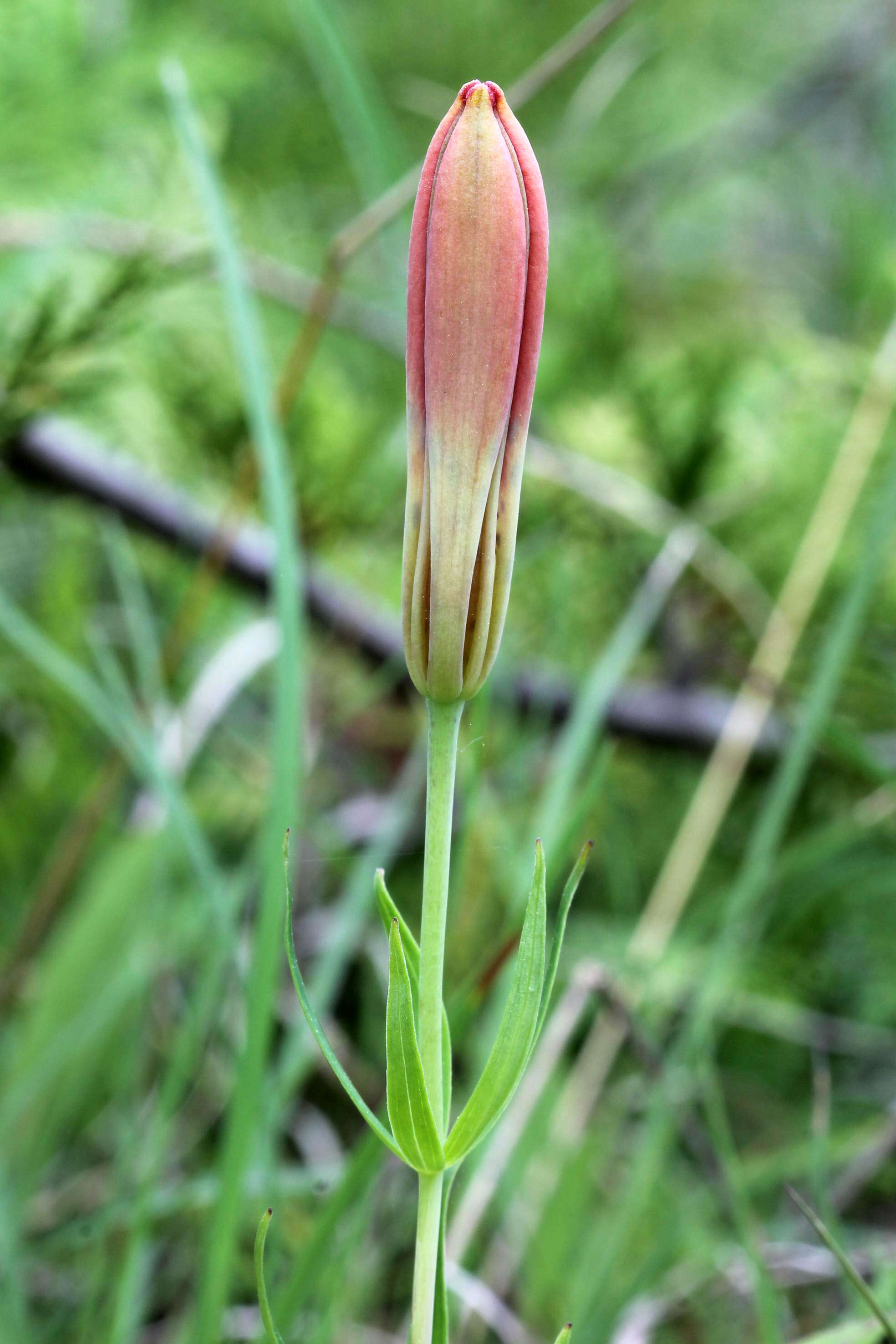 Lilium philadelphicum L. resmi