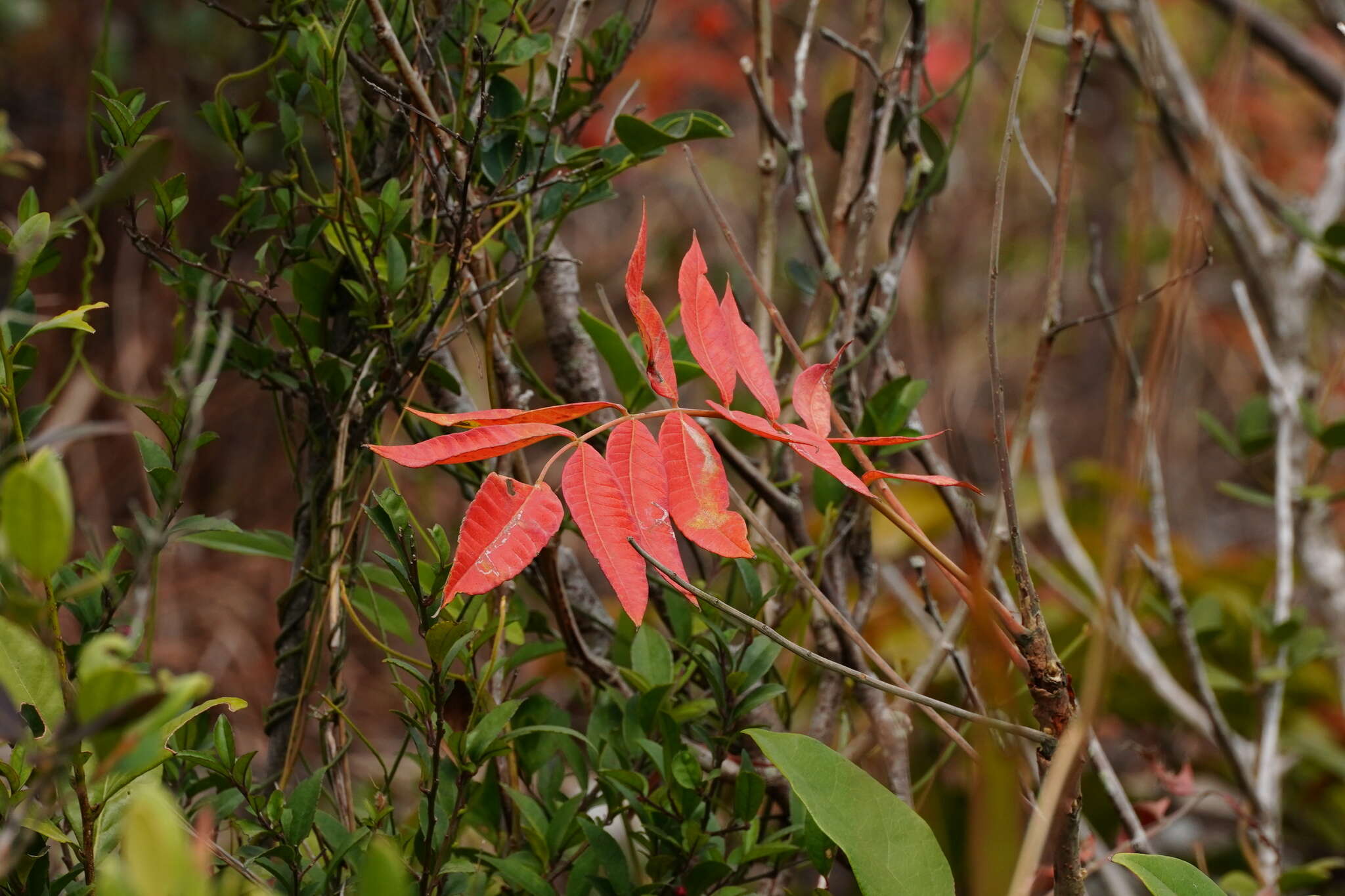 Image of Rourea microphylla (Hook. & Arn.) Planch.