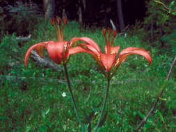 Lilium philadelphicum L. resmi