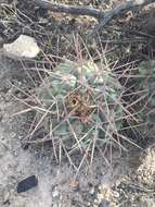 Image of Thelocactus hexaedrophorus subsp. hexaedrophorus