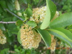 Imagem de Prunus virginiana var. melanocarpa (A. Nels.) Taylor & Mac Bryde