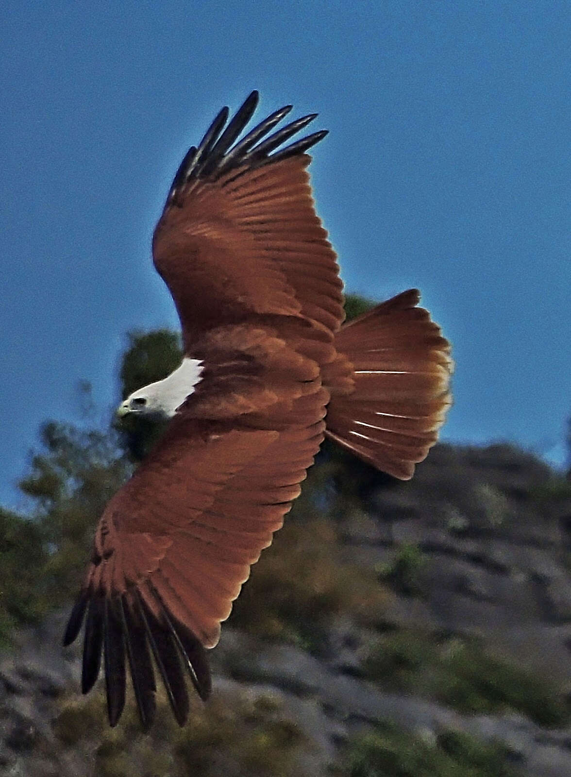 Image of Brahminy Kite