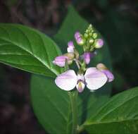 Image of Asemeia acuminata (Willd.) J. F. B. Pastore & J. R. Abbott