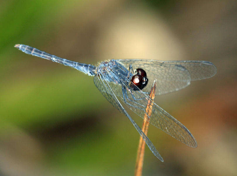 Image of Erythrodiplax paraguayensis (Förster 1905)