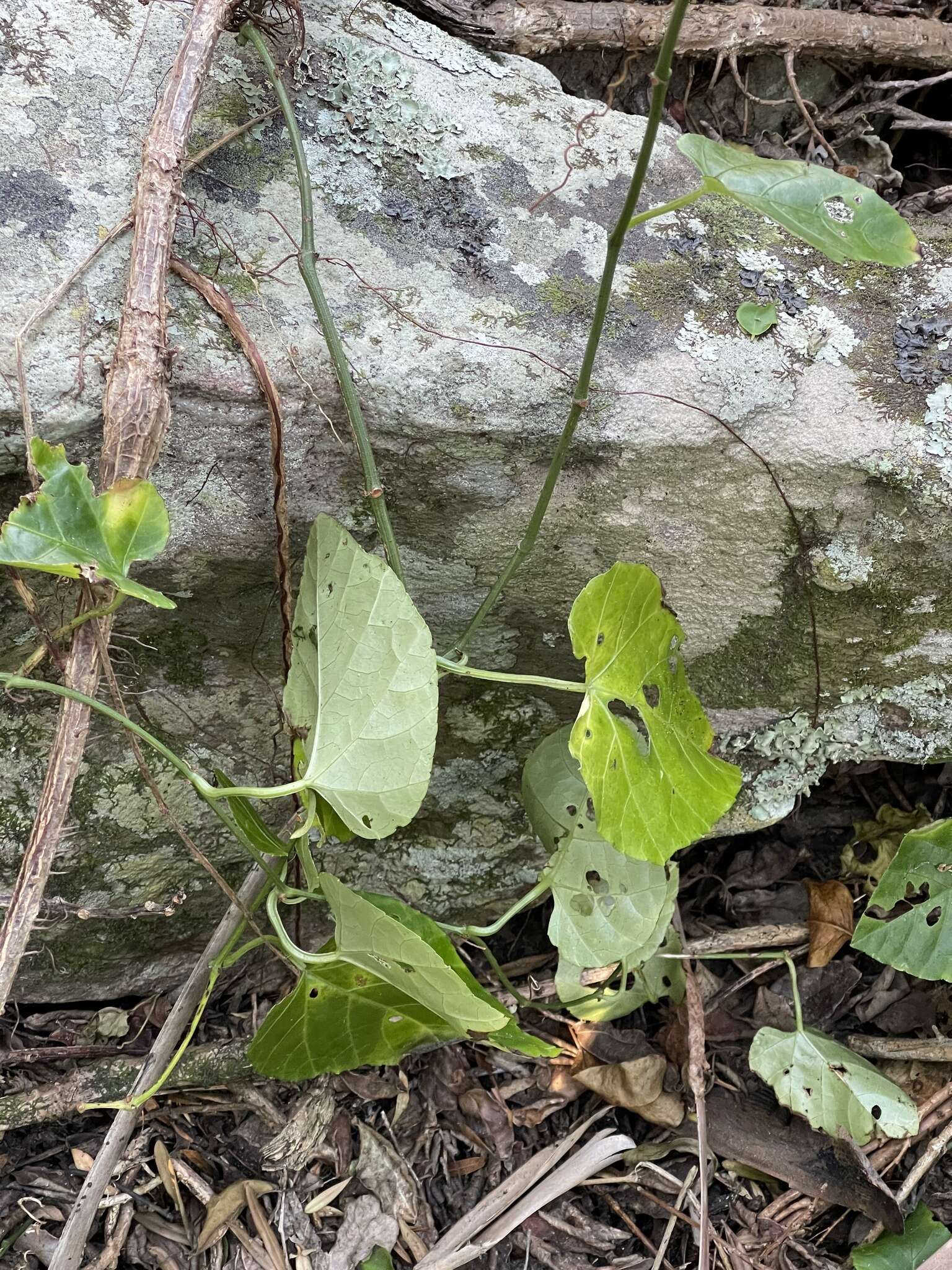 Image of Cissus fragilis E. Mey.