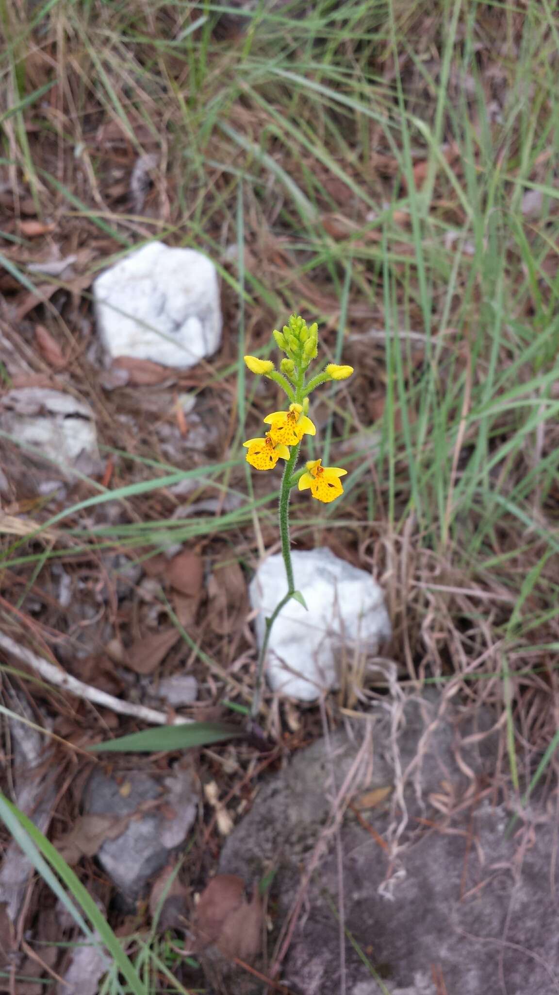 Cynorkis melinantha Schltr.的圖片