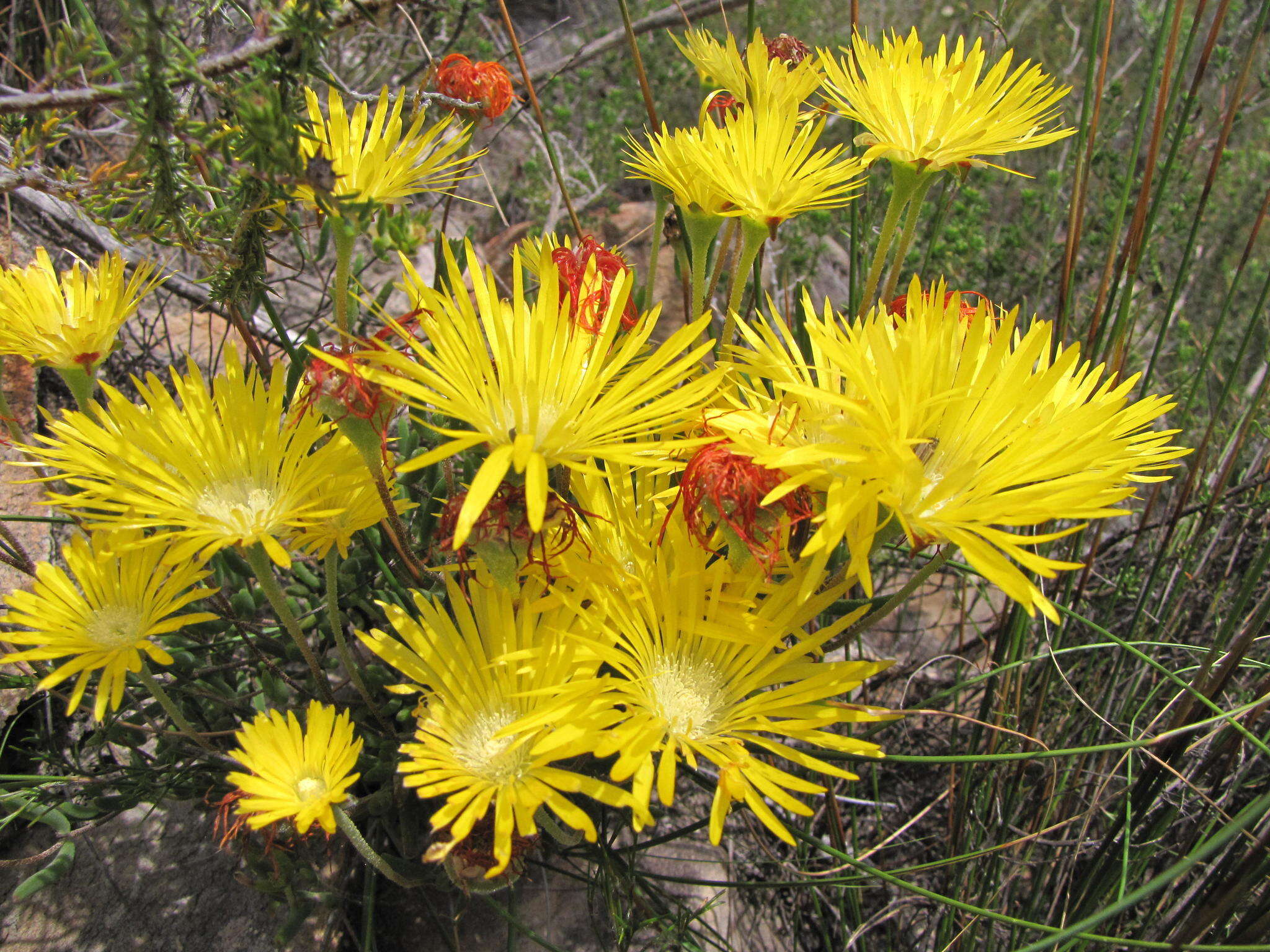 Image of Drosanthemum flavum (Haw.) Schwant.