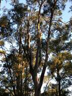 Image of mountain gray gum