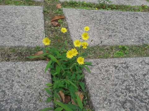 Image of Ixeris chinensis (Thunb.) Kitag.