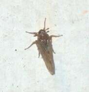 Image of Brown planthopper