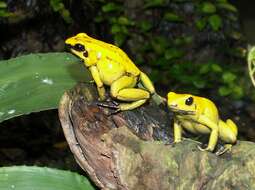 Image of Golden Poison Frog