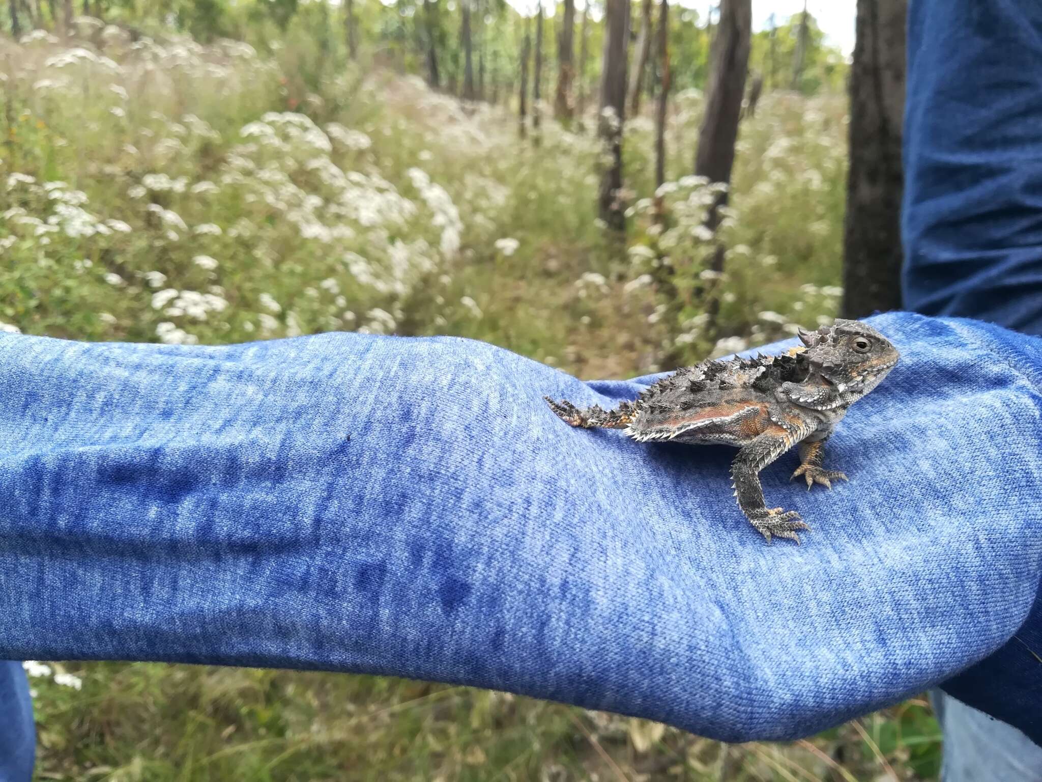 Image of Phrynosoma orbiculare orbiculare (Linnaeus 1758)