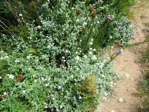 Image de Helichrysum pandurifolium Schrenk