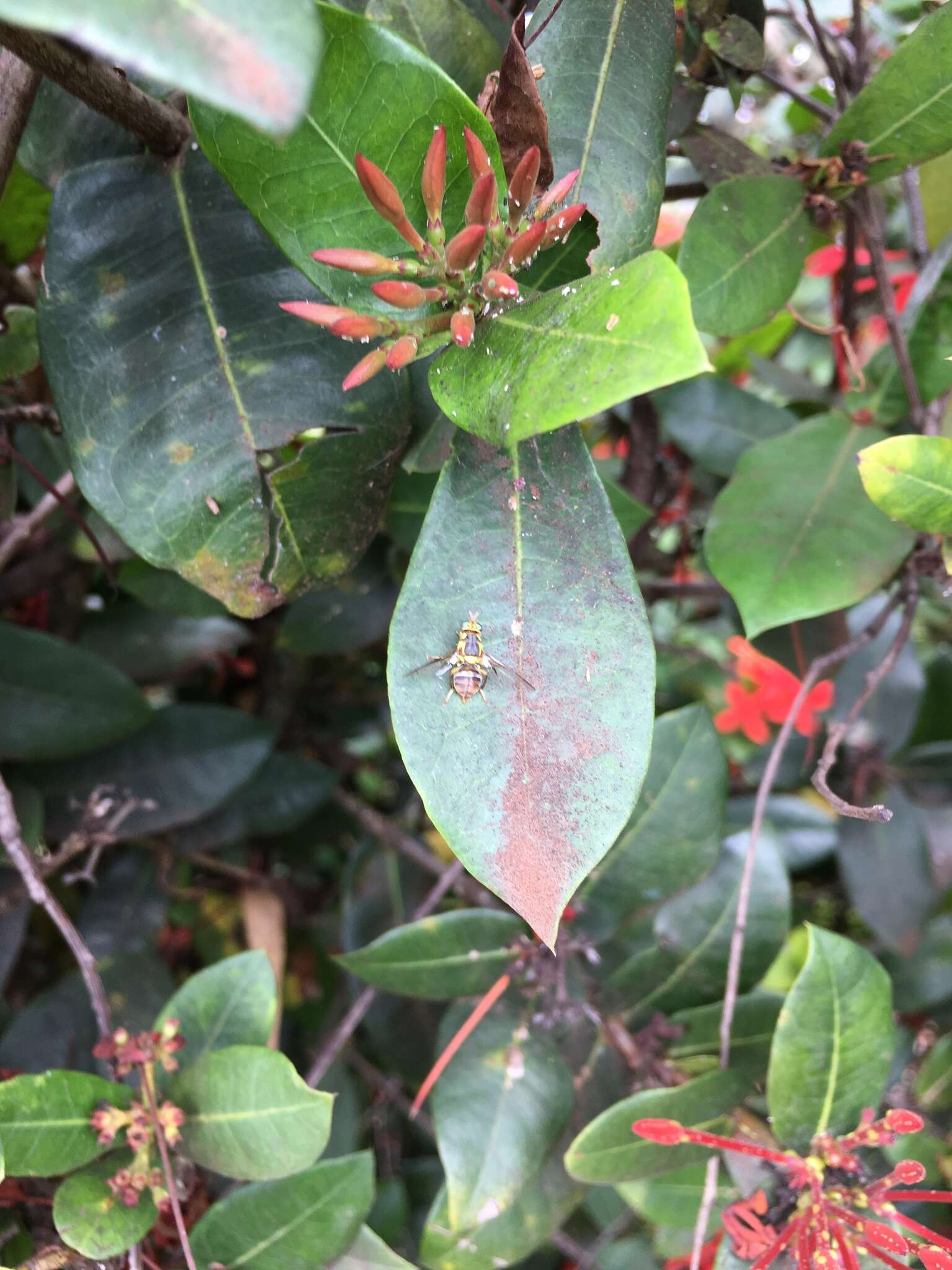 Bactrocera dorsalis (Hendel 1912) resmi