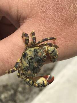 Image of warty crab