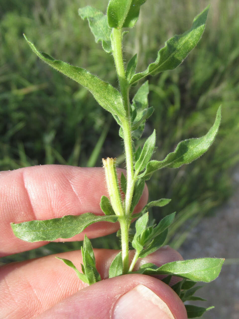 Imagem de Oenothera hartwegii subsp. pubescens (A. Gray) W. L. Wagner & Hoch