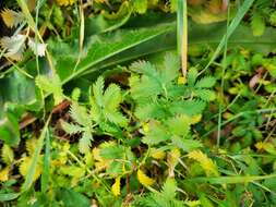 Image of Pacific silverweed