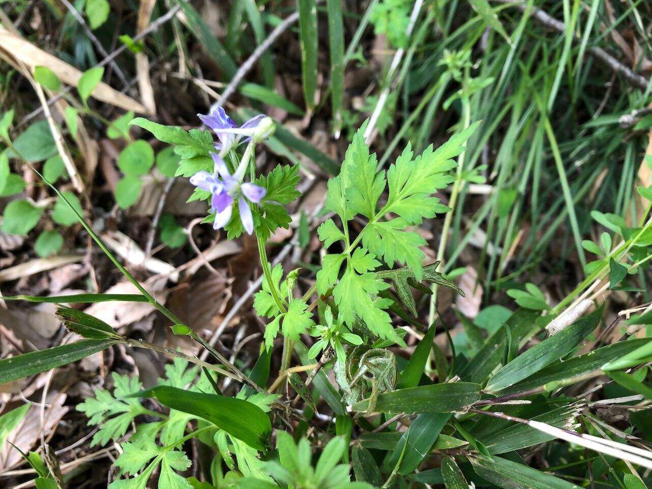 Image of Delphinium anthriscifolium Hance