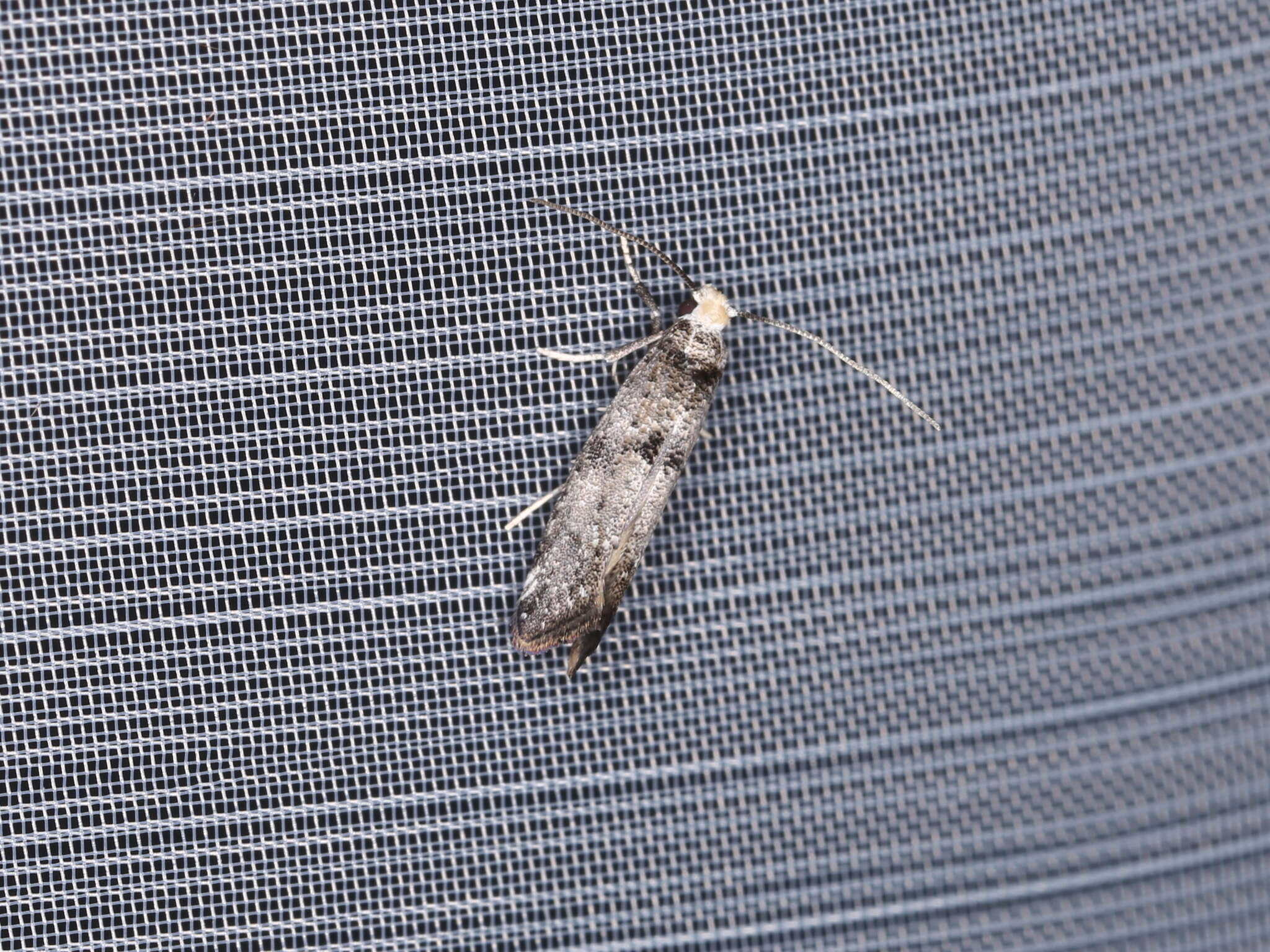 Image of Moth