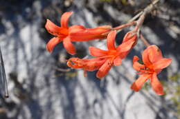 Imagem de Tylecodon grandiflorus (Burm. fil.) H. Tölken