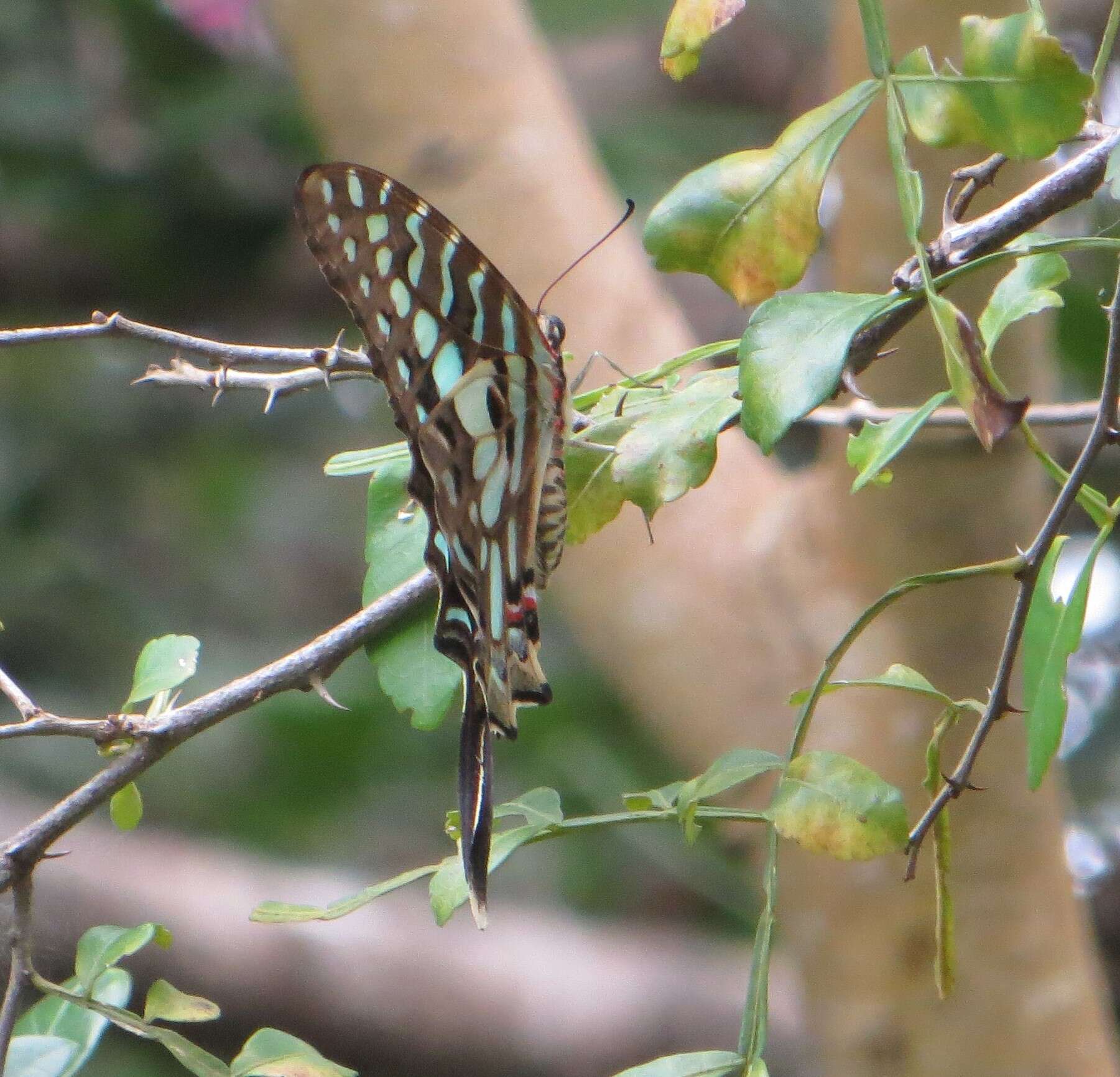 Image of Graphium antheus (Cramer (1779))