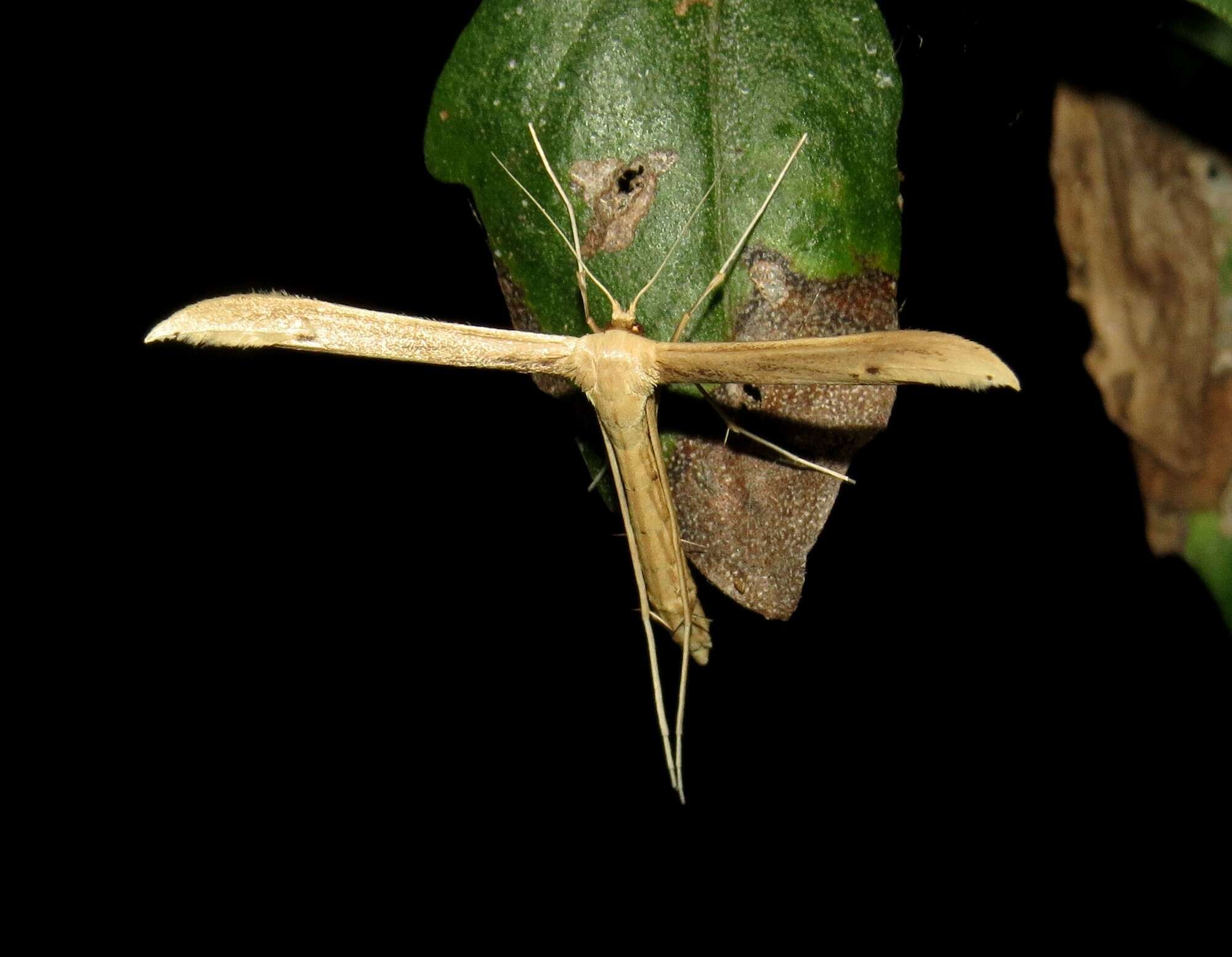 Image of Hellinsia balanotes (Meyrick 1908)