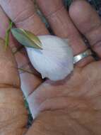 Image of Gladiolus patersoniae F. Bolus