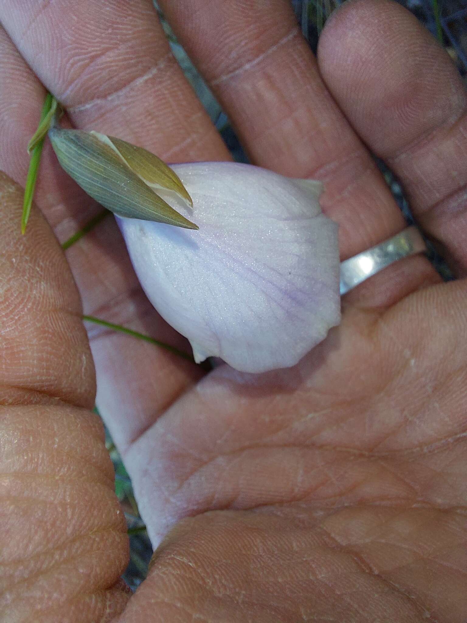 Image of Gladiolus patersoniae F. Bolus