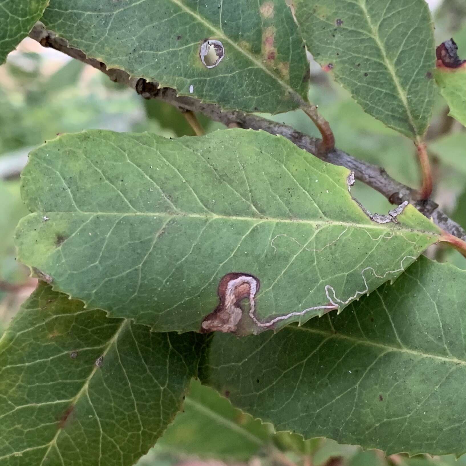 Image of Stigmella heteromelis Newton & Wilkinson 1982