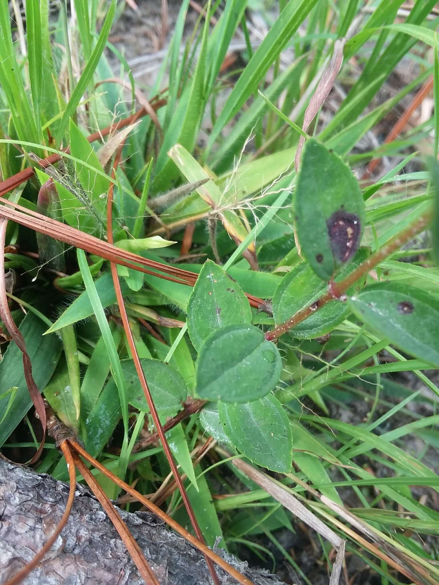 Imagem de Rhexia petiolata Walt.