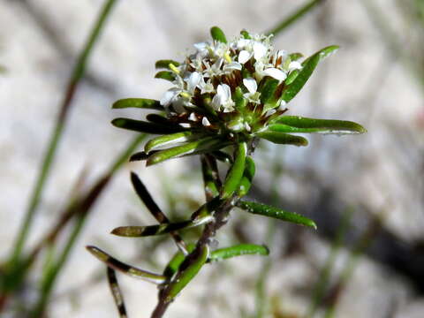 Image of Disparago laxifolia DC.