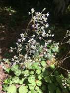 Plancia ëd Saxifraga hirsuta subsp. hirsuta