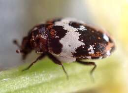 Image of Dermestid beetle