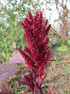 Image of Mexican Grain Amaranth