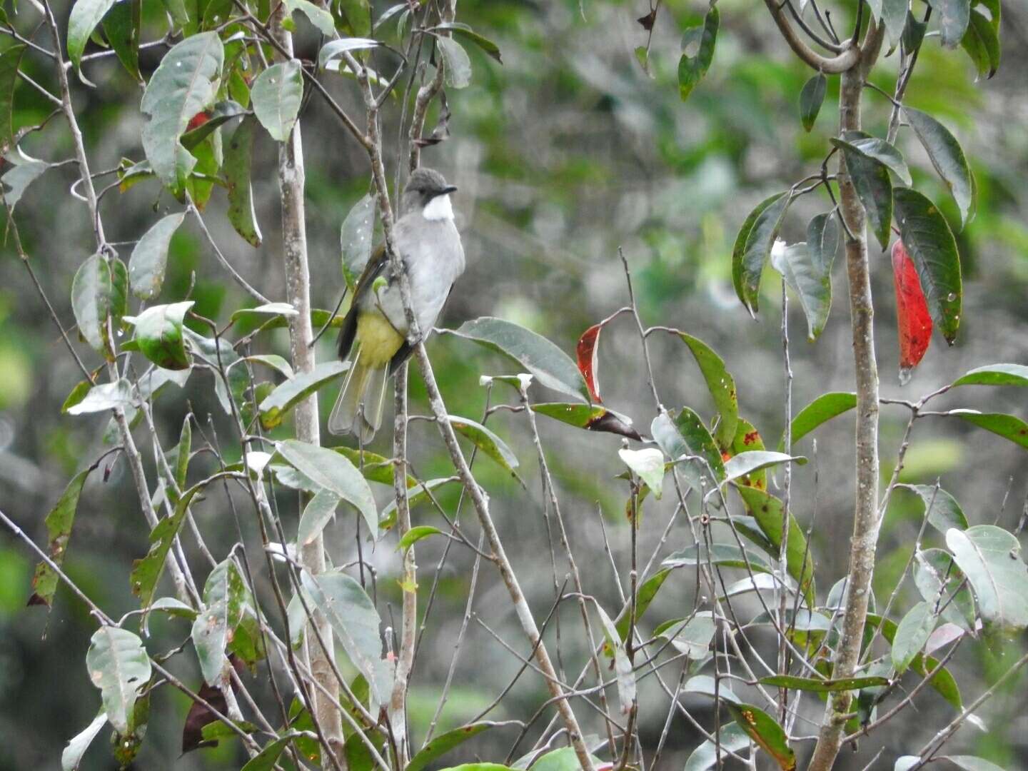 Image of Cinereous Bulbul