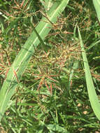 Imagem de Cyperus rotundus L.